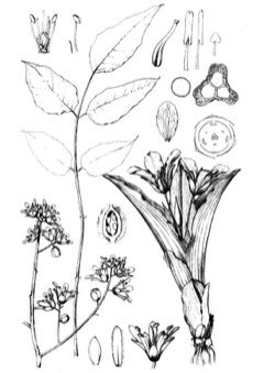 Moringa stenopetala African horseradish tree, cabbagetree